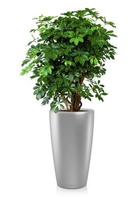 Шеффлера Компакта бранч 40/140 см в RONDO 40, серебристый металлик Шеффлера Компакта бранч 40/140 см в RONDO 40, серебристый металлик