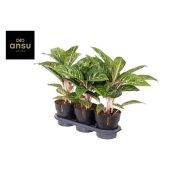 Аглаонема Коко Грин "Coco Green" 19/60 см