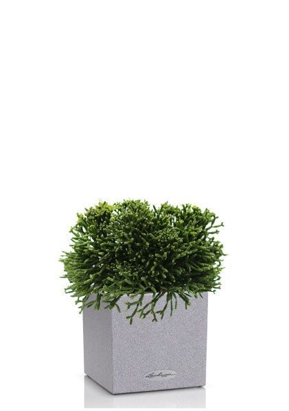 Рипсалис в CANTO Stone 14