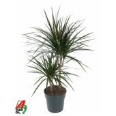 Драцена Маргината Маджента 2 ствола d19 см h70 см