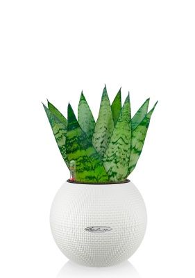 Сансевиерия Зейланика Фан 12/35 см в PURO 20, белый