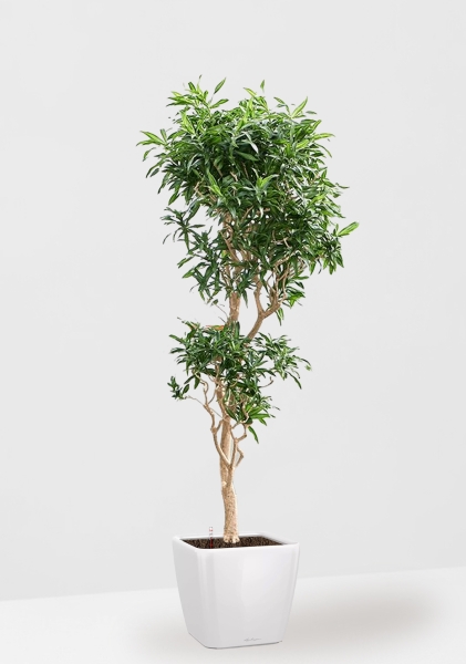 Драцена Песнь Ямайке бранч 45/180 см в QUADRO LS 50