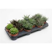 Хавортия микс d10.5 см h15 см тип 2