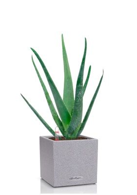 Алоэ Вера в CANTO STONE 14, серый камень