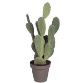 Опунция Tomentosa d25 см h45 см Опунция Tomentosa d25 см h45 см