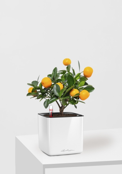 Цитрус Каламондин 12/30 см в CUBE GLOSSY 14