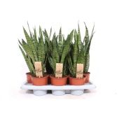 Сансевиерия Зейланика d14 см h45 см