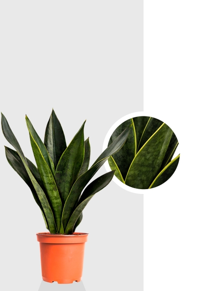 Сансевиерия Блек Даймонд d14 см h40 см