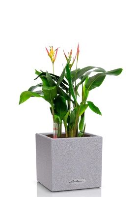 Геликония в CANTO STONE 14, серый камень