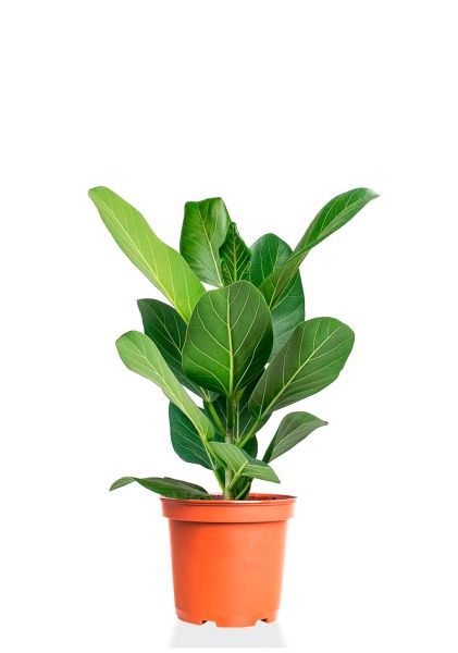 Фикус Бенгальский Одри 12/30 см