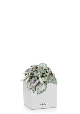 Бегония Белиф Хавайн Сильвер 13/25 см в CANTO STONE 14, песочный белый