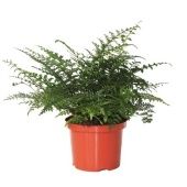 Асплениум Парвати d24 см h45 см Асплениум Парвати d24 см h45 см