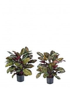 Калатея крупнолистная зелёно-бордовая в горшке