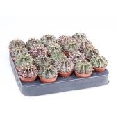 Гимнокалициум Mihanovichii d5.5 см h8 см