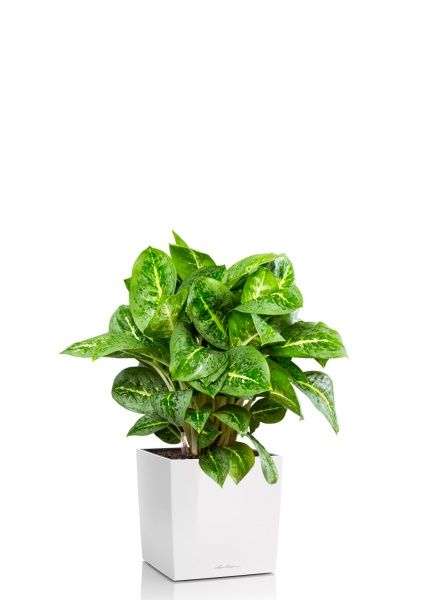 Аглаонема Лемон Минт 19/50 см в CUBE 30