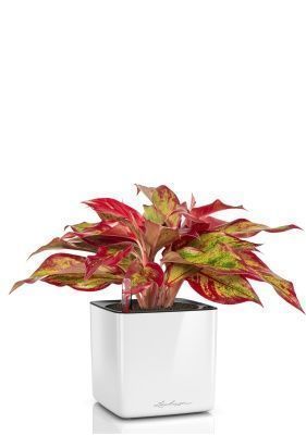 Аглаонема Крит в CUBE Glossy 14, белый блестящий