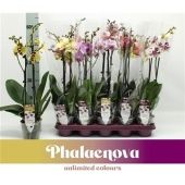 Фаленопсис 2 ствола Mix 16+ (phalaenova) d12 см h60 см Фаленопсис 2 ствола Mix 16+ (phalaenova) d12 см h60 см