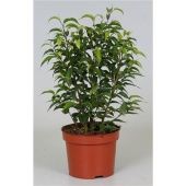 Фикус Бенджамина Наташа d12 см h30 см тип 1