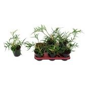 Филодендрон Tortum d12 см h25 см Филодендрон Tortum d12 см h25 см