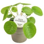 Пилея пеперомевидная Terracotta Grijs d15 см h25 см