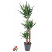 Юкка 3 ствола 120-90-45см d31 см 180 см