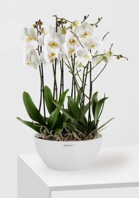 Орхидея Фаленопсис Cubeto Color 30/75 см, Песочный белый Орхидея Фаленопсис Cubeto Color 30/75 см, Песочный белый