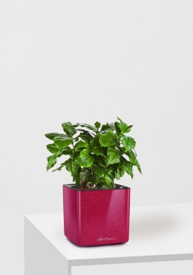 Кофе 12/30 см в CUBE GLOSSY KISS 14