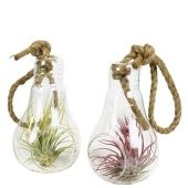 Тилландсия Glas Lamp Touw Medium d8 см h15 см