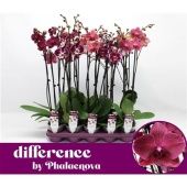 Фаленопсис 2 ствола Burgundy 18+ (phalaenova) d12 см h65 см