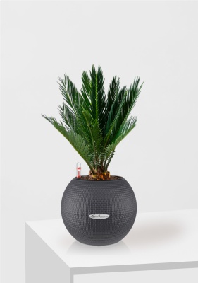 Цикас в PURO 20, серый Цикас в PURO 20, серый