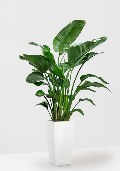 Стрелиция Николай 35/180 см в CUBICO COLOR 40