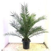 Финик канарский d40 см h200 см