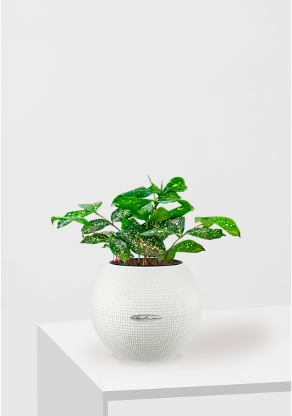 Драцена Суркулоза в PURO 20