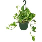 Эпипремнум Сциндарсус Ауреум d15 см h20 см