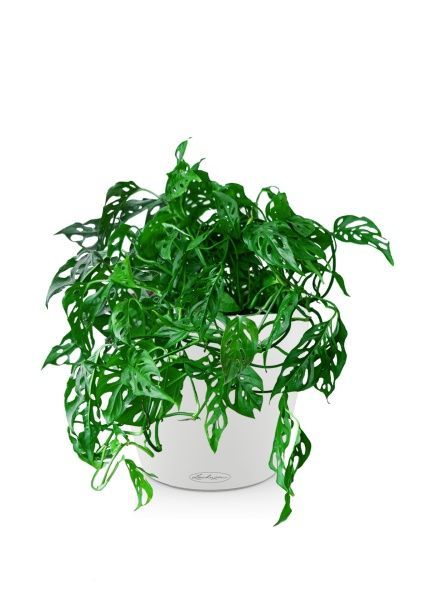 Монстера Манки в CLASSICO COLOR 21