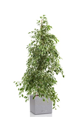 Фикус Бенджамина Голден Кинг пирамида 27/140 см см в CANTO STONE LOW 30