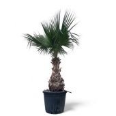 Вашингтония d55 см h250 см Вашингтония d55 см h250 см