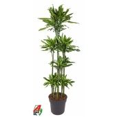 Драцена Голден Кост карусель d34 см h190 см