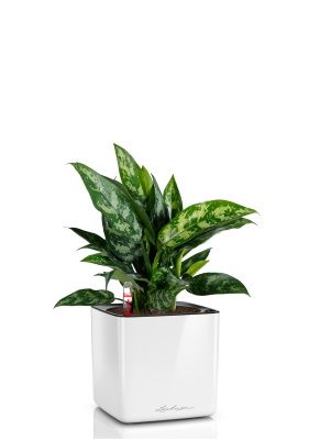 Аглаонема Мария в CUBE GLOSSY 14, белый блестящий 