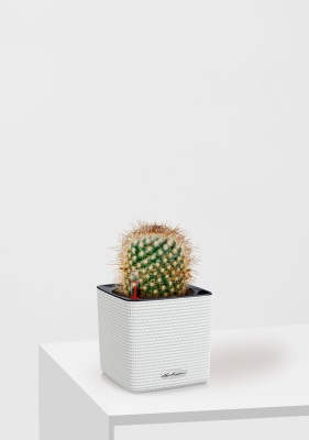 Кактус Маммиллярия Альбиланата 12/20 см в CUBE COLOR 14, белый