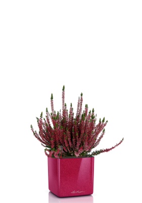 Вереск (Эрика) бордовый в CUBE GLOSSY KISS 14