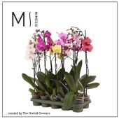 Фаленопсис 1 ствол Mimesis Mix 9+ (orchid Growers) d12 см h70 см Фаленопсис 1 ствол Mimesis Mix 9+ (orchid Growers) d12 см h70 см