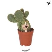 Опунция Yellow d9 см h23 см Опунция Yellow d9 см h23 см