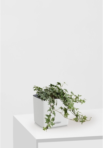 Хедера микс 13/30 см CUBE COLOR 16