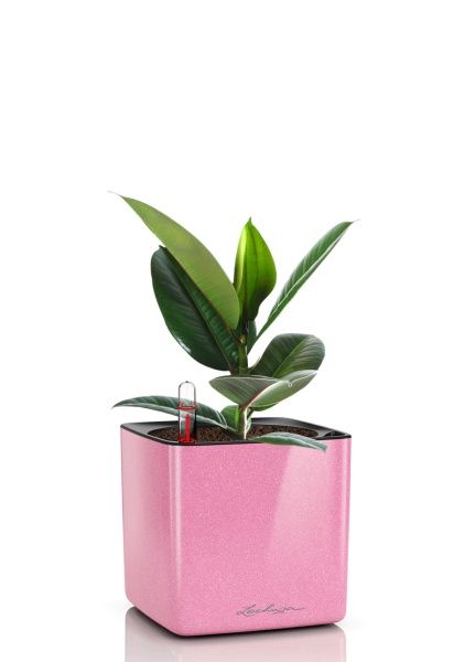 Фикус Эластика Робуста 12/40 см в CUBE GLOSSY KISS 14 Фикус Эластика Робуста 12/40 см в CUBE GLOSSY KISS 14