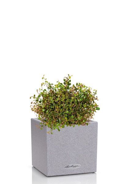 Мюленбекия 12/20 см в CANTO STONE 14