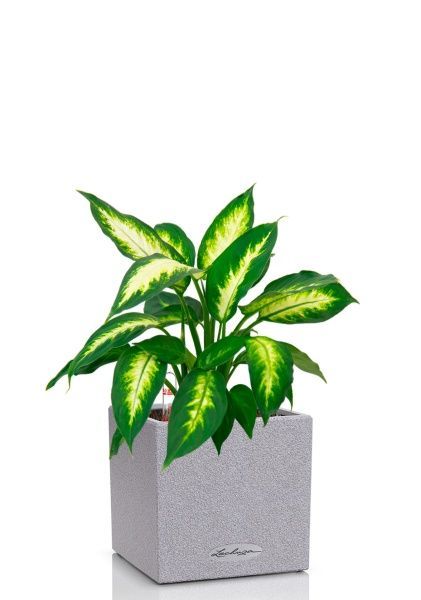 Диффенбахия Камилла 12/40 см в CANTO STONE 14 Диффенбахия Камилла 12/40 см в CANTO STONE 14