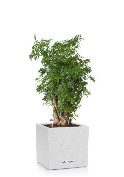 Полисциас в CANTO STONE 14