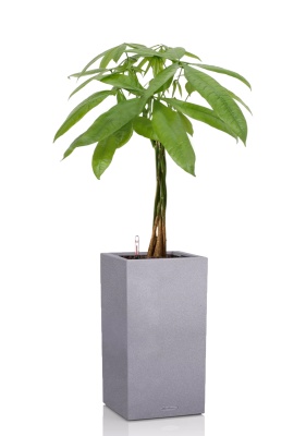 Пахира Акватика косичка 21/90 см в CANTO STONE HIGH 30, серый камень Пахира Акватика косичка 21/90 см в CANTO STONE HIGH 30, серый камень