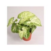 Сингониум Батерфляй d5.5 см h15 см Сингониум Батерфляй d5.5 см h15 см